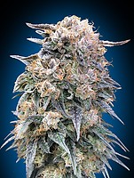 00 Kush Fast Feminised Seeds
