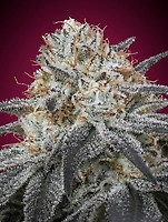 Slurricane Auto Feminizowany Nasiona