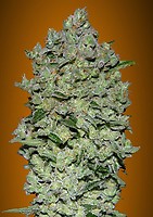 Biodiesel Mass XXL Auto Feminizowany Nasiona