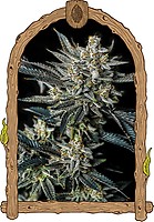 Jelly Bananas Auto Feminised Seeds