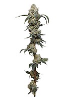 Farmer's Daughter Feminised Seeds