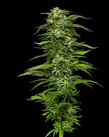 Dream Queen Auto Feminizowane Nasiona
