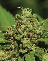 Emerald Fire OG Auto Feminizowane Nasiona