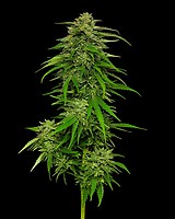 Mango Sherbert Auto Feminizowane Nasiona