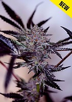 Purple Cherry Auto Feminised Seeds
