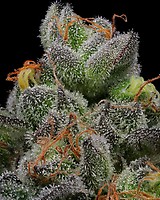 California Cream (Caramel Cream) Feminised Seeds