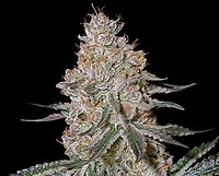 HighCloudZ Feminizowane Nasiona