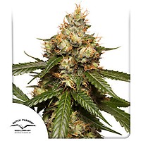 THC-Victory Auto Feminizowane Nasiona
