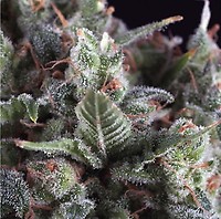 Olympia Auto Feminised Seeds