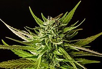 DoSiDos Feminised Seeds