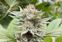 Strawberry Haze Auto Feminised Seeds
