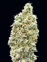 Strawberry Banana Szybko Feminizowany Nasiona