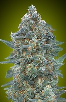 Critical Lemon CBD Auto Feminizowane Nasiona