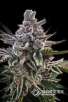 Acai Jelly Feminised Seeds