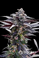 Pink Sunset Feminised Seeds