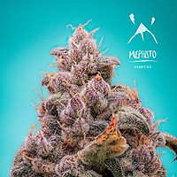 Mephisto's Wedding Auto Feminised Seeds