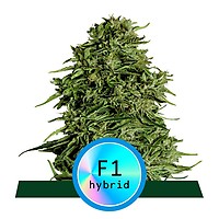 Cosmos F1 CBD Auto Feminised Seeds