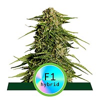 Epsilon F1 Auto Feminised Seeds