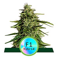 Milky Way F1 Auto Feminised Seeds