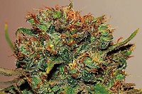 Fruity Pebbles Auto Feminizowany Nasiona - BULK x 100