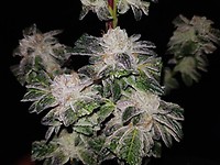 GMO Cookies Feminizowany Nasiona - BULK x 100