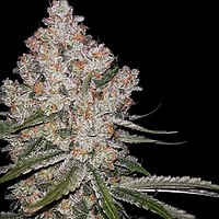 Hazy Voyage Feminised Seeds - 5