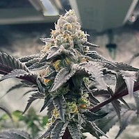 Hasbulla Feminised Seeds - 5