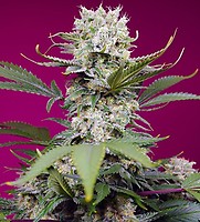 Sweet Mandarine Zkittlez XL Auto Feminised Seeds