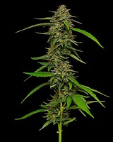 Strawberry Cheesecake Auto Feminizowany Nasiona