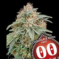 Chocolate Kush Fast Feminised Seeds