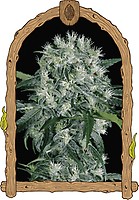 Pink Hokkaido Feminised Seeds