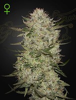 Highcloudz Auto Feminised Seeds