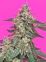 Aunt Ginny's Elixir CBD Auto Feminised Seeds