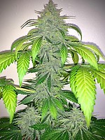 Deez Nuggs Auto Feminizowany Nasiona