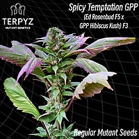 Spicy Temptation GPP Regular Seeds