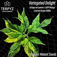Variegated Delight Zwykły Nasiona