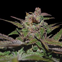 Purple Wreck Auto Feminised Seeds