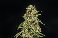 Turtle Taffy Auto Feminised Seeds