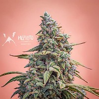 Canna-Cheese CBD 1:1 Auto Feminised Seeds