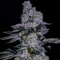 Pineapple Runtz Auto Feminised Seeds
