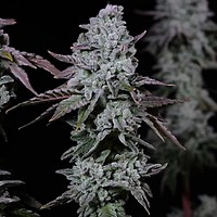 Banana Daddy IBL Auto Feminizowany Nasiona