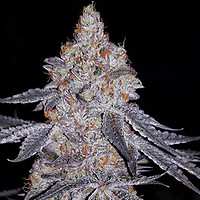 Banana Daddy R1 Feminised Seeds