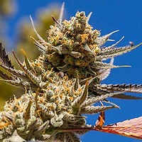 Lemon Berry Candy OG R2 Feminizowany Nasiona