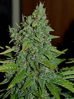 Blueberry SZYBKO Feminizowany Nasiona - BULK x 100