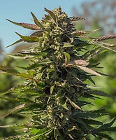 Snow Panda Fast Feminised Seeds