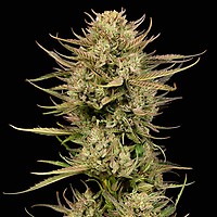 Cherry Punch F1 Feminizowany Nasiona