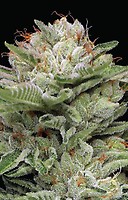 Durban Poison Auto Feminised Seeds