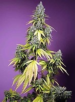 Jet Fuel Mandarine XL Auto Feminised Seeds