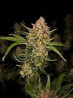 Guava Auto Feminised Seeds