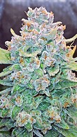 Papaya Cookies Auto Feminised Seeds